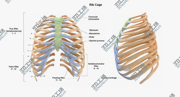 images/goods_img/20210312/Real Human Rib Cage Spine Calvicle and Scapula Bones Anatomy White 01 3D model/4.jpg